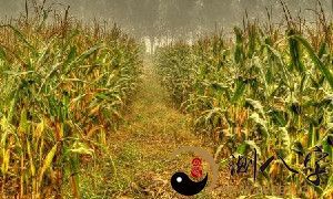 梦见玉米地拨草