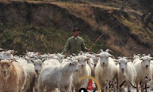 梦见牧羊人赶着羊群