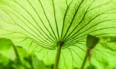 属虎人出生在小暑节气命理分析