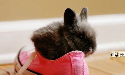 虎年属相鼠2022年运势及运程