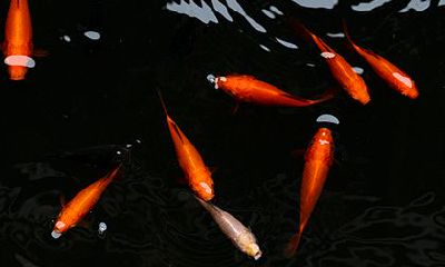 劫财在日柱是什么意思?日柱劫财的人命运如何?