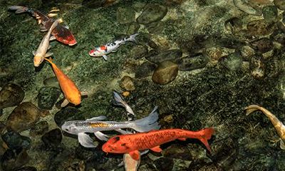 劫财在年柱上代表什么?劫财在年柱是什么意思?