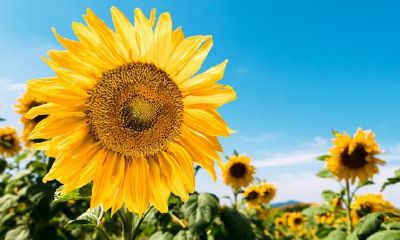 八字命盘里,怎样应用八字看配偶身材?