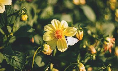 2022年农历八月初七是不是黄道吉日?什么是黄道吉日呢?