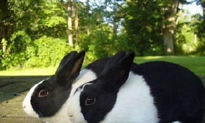 属兔人适合养什么宠物?