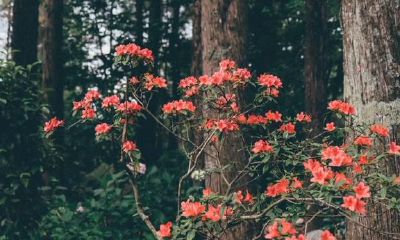 双鱼座的有些弱点,越是拼命掩盖,越是掩盖不住