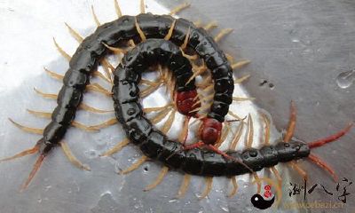 梦到床边有大蜈蚣