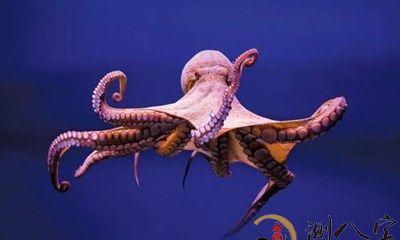 梦到捉到乌贼又皈依