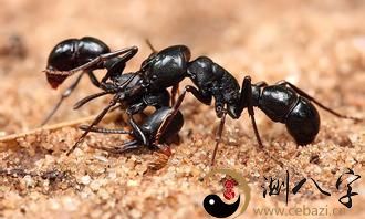 梦到衣袖里边有小蚂蚁