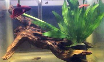 梦见买股票怎么回事 梦见买股票有什么预兆