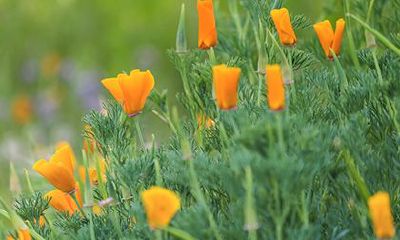 2022年农历二月二十八日是不是适合祈福的好日子?