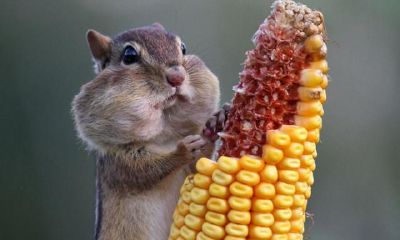 属相鼠一生流年运程参照