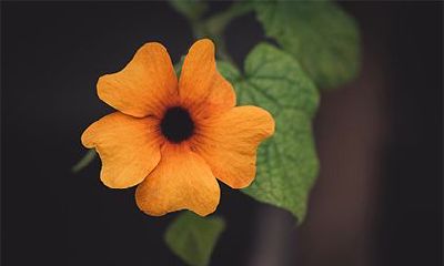 2022虎年正月二十六日子好吗?求婚合不合适?