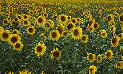 2022壬寅虎年四月十九黄历日子如何?是吉日吗?