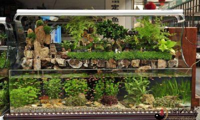 梦见鱼缸破了遍地是鱼