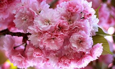 梦到树枝盛开粉色的花