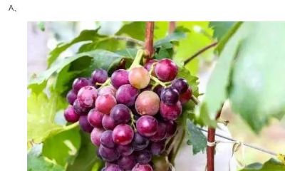 心理测试:三串葡萄,你最想吃哪一串?测你2020年有几次赚钱机会