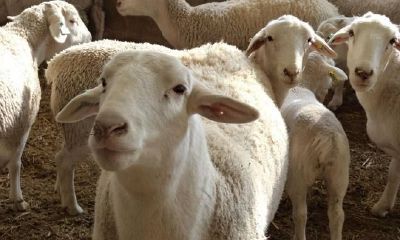 梦到各种颜色的羊