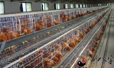 梦到鸡笼子翻了