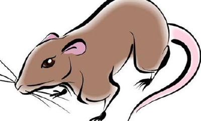 属鼠的人与哪些生肖婚配好