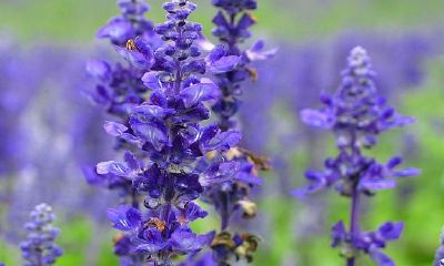 属鼠的人养什么用好?5种开蓝花绿色植物,带来你好运气!