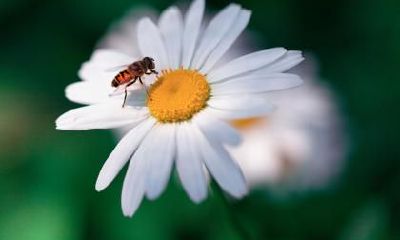 2023年惊蛰可不可以订婚?订婚彩礼钱一般给多少