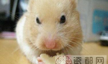 生肖动物百科:鼠