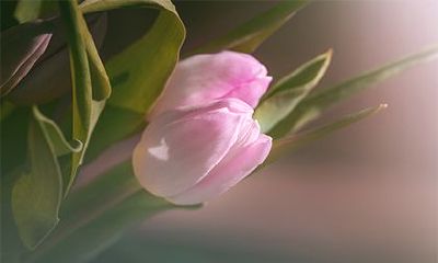 农历三月出生的是什么命?五行属什么