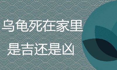 乌龟死在家里是好是坏
