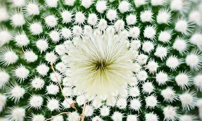 农历三月的兔宝宝命运怎么样?2023年三月生的好吗