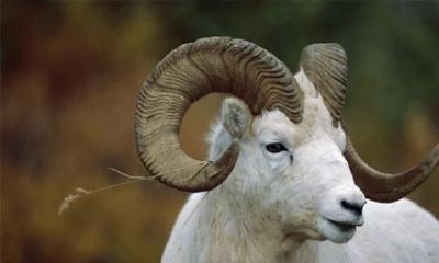 古人讲“男怕属鸡,女怕属羊”,虽然有一些大道理,但也是有刻板偏见