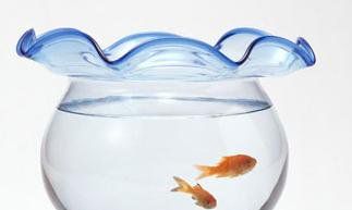 子鼠所属的风水鱼