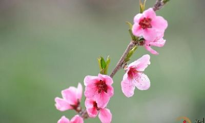 10条基础八字专业术语详细说明