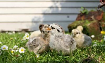 2023年属鸡人幸运色是什么?属鸡人的旺财颜色