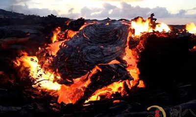 梦到烧糊的树木