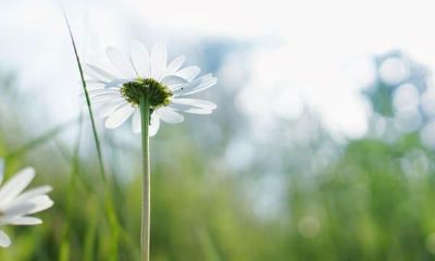 木讷的金牛座,实际上不缺烂漫,缺的是了解烂漫的人