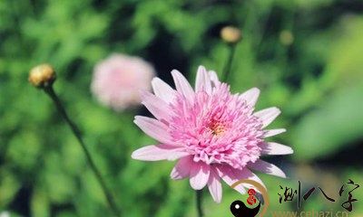 梦见家人在种蚕豆苗