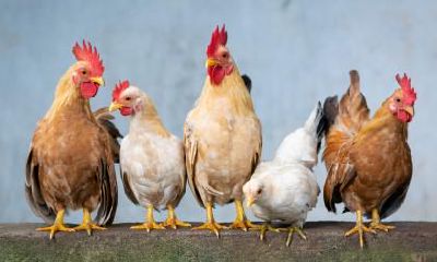 1993年属鸡的财运在哪一年?2023的财富运程好吗