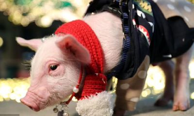 在这里好多个年代出生的大金猪不必急,四十岁后必发财致富昌盛不己