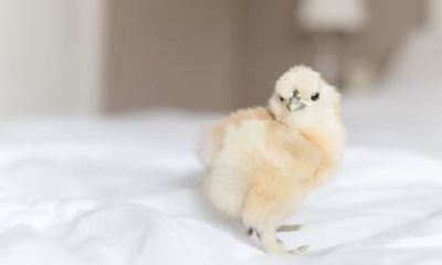 81鸡82狗婚姻好吗?属鸡人2023感情危机如何化解