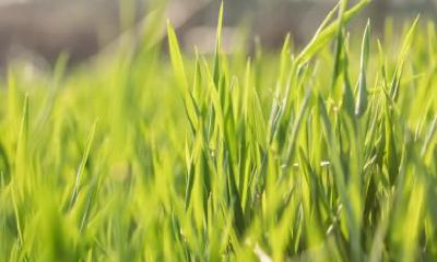 春分可以贴对联吗?春分节气寓意好的对联一览!