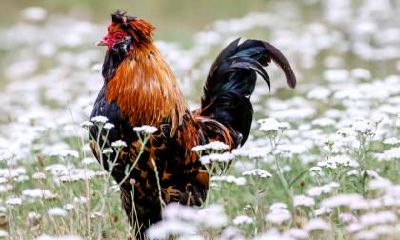 生肖鸡与生肖蛇2023年结婚怎么样?是上等婚配吗