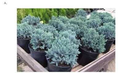 心理测试:冬天到了,哪一种绿植能保持常绿?测你的富贵持续多久