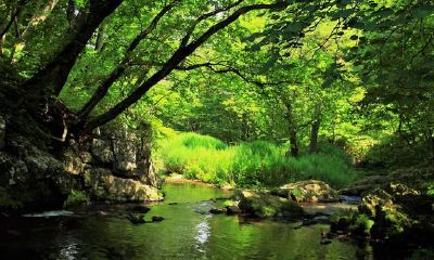 羊年出生人的运气,很全,很准!