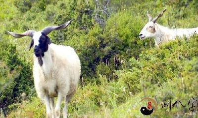 出生在这三天的属羊人,一生都会富得流油,大富大贵,很准的!