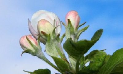 阴历正月初七出生的人