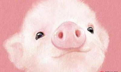 属猪的女性命怎么样 他们几月出生好