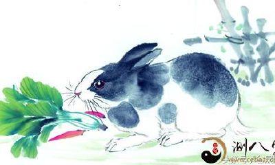 不同季节出生的属兔的人性格、命运详细分析