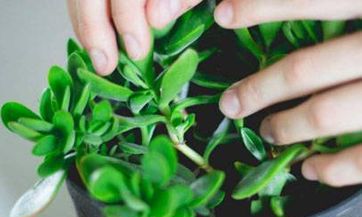 狗跟虎配吗 狗和老虎属相合不合