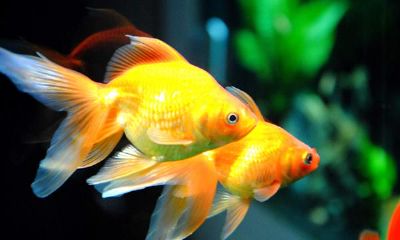 属鼠的人养魚几个鱼好 属鼠的人养什么鱼好